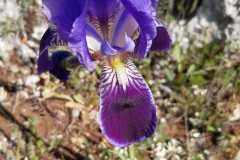 Orchidea