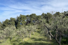 Ulivi