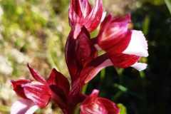 Orchidea