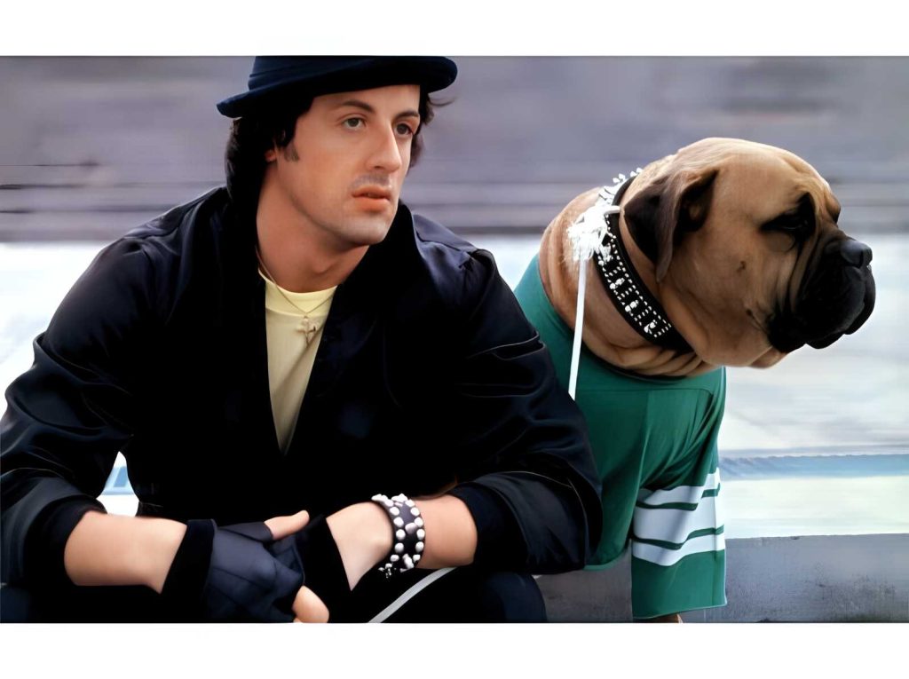 Rocky: 21 curiosità sul cult con Sylvester Stallone